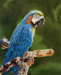 TRUNK SHOW: Colors of Praise GIA11B Parrot on 13M
