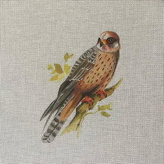 TRUNK SHOW: Colors of Praise AN500 Hawk